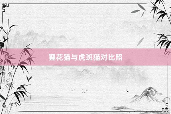 狸花猫与虎斑猫对比照